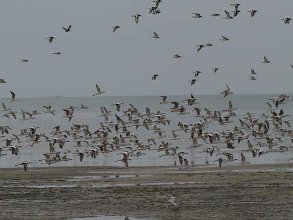 <h3><a href="/trips/oman/biota/animalia/chordata/aves/024 charadriiformes/006 dromadidae/dromas ardeola/dromas ardeola-nl.html">Dromas&nbsp;ardeola</a> / Crab‑plover / Krabplevier</h3>OM-1 Mark II met OLYMPUS M.150-400mm F4.5 TC, 1/2000 sec  bij F5.6, ISO 200, afstand 107&nbsp;m